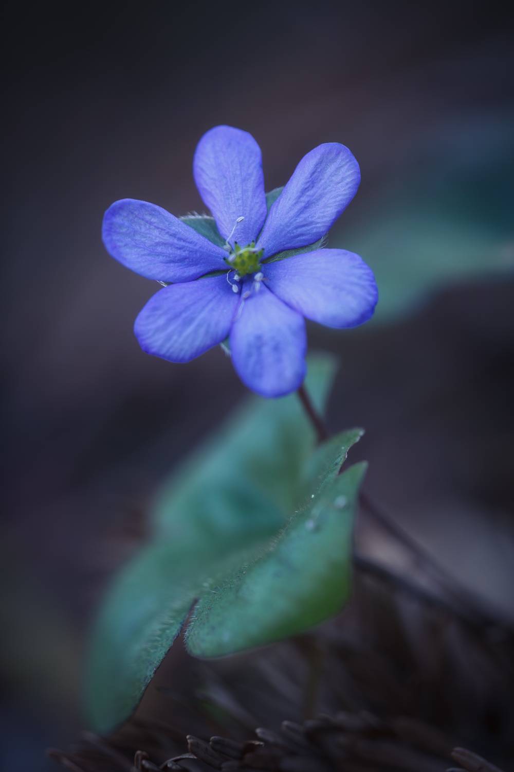 ,  Mirosław Pruchnicki