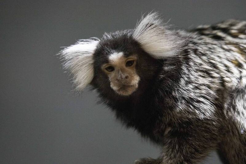Common marmosets фото превью