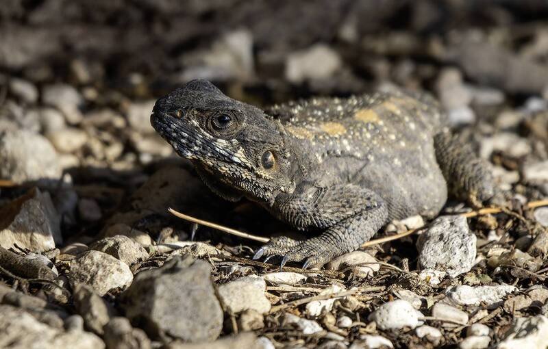 Стеллион. фото превью