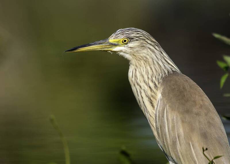 Жёлтая цапля. фото превью