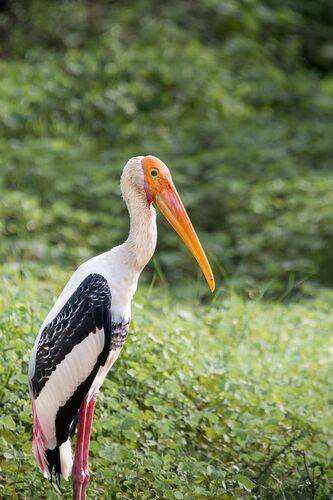 индийский клювач