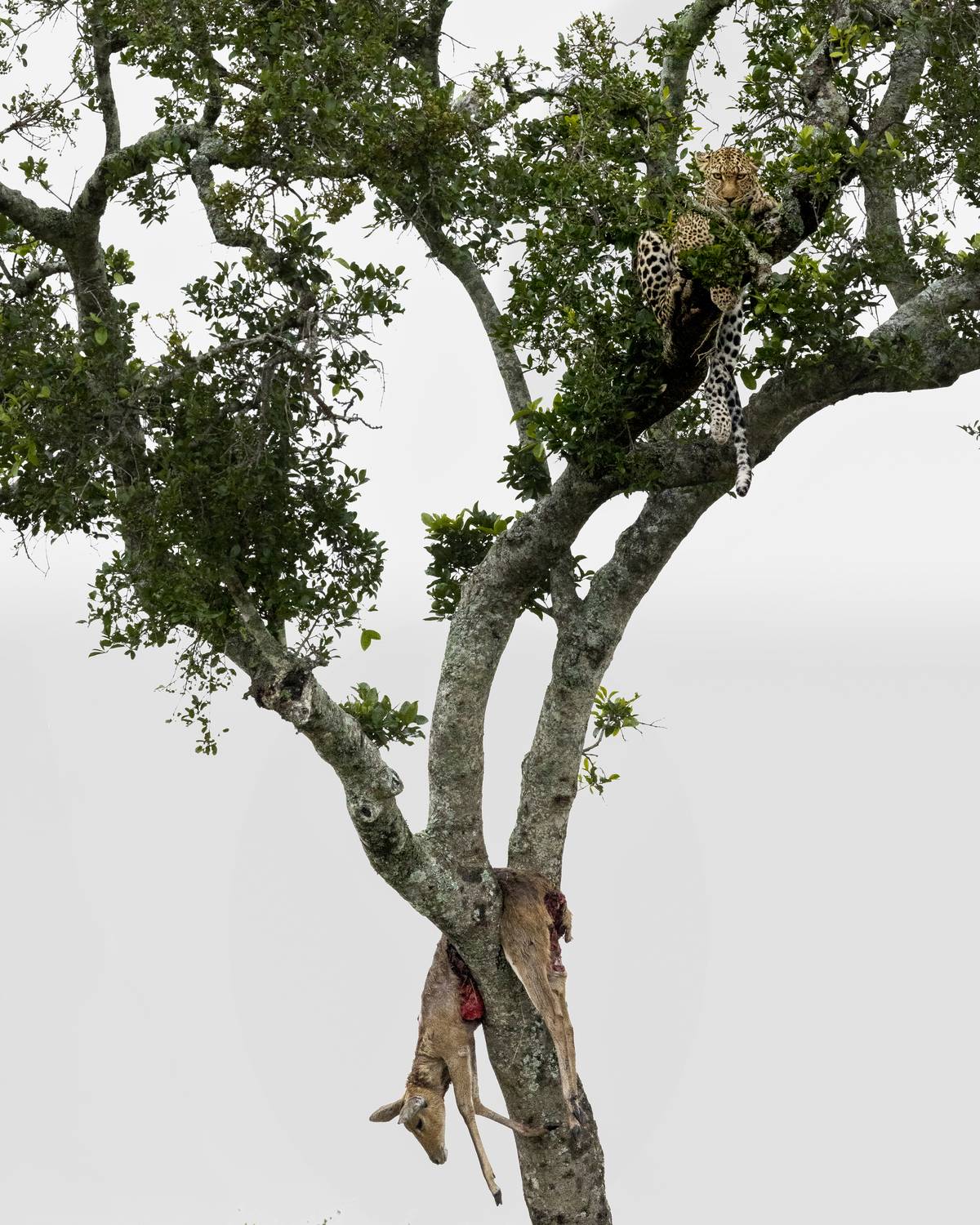 leopard, masai mara, africa, wildcat, tree, wildlife, nature, Sai Kiran Bhagavatula