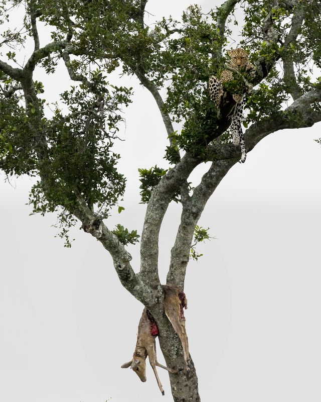 leopard, masai mara, africa, wildcat, tree, wildlife, nature Ordered Takeaway, loved the rooftop seating фото превью