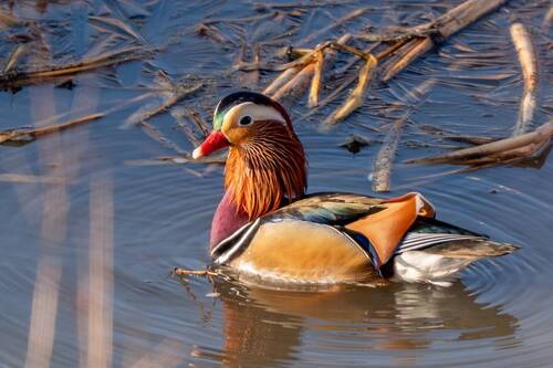 Пробуждение природы