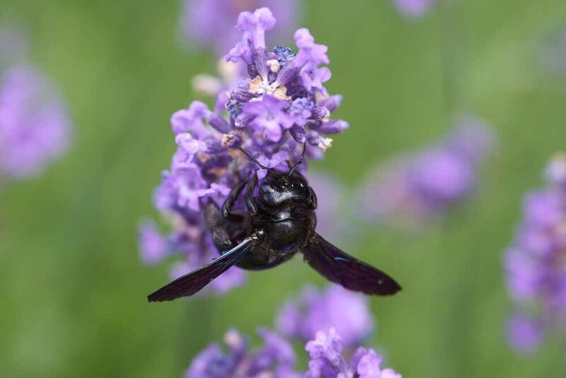 Xylocopa valga, пчела-плотник, россия, волгоград Xylocopa valga фото превью