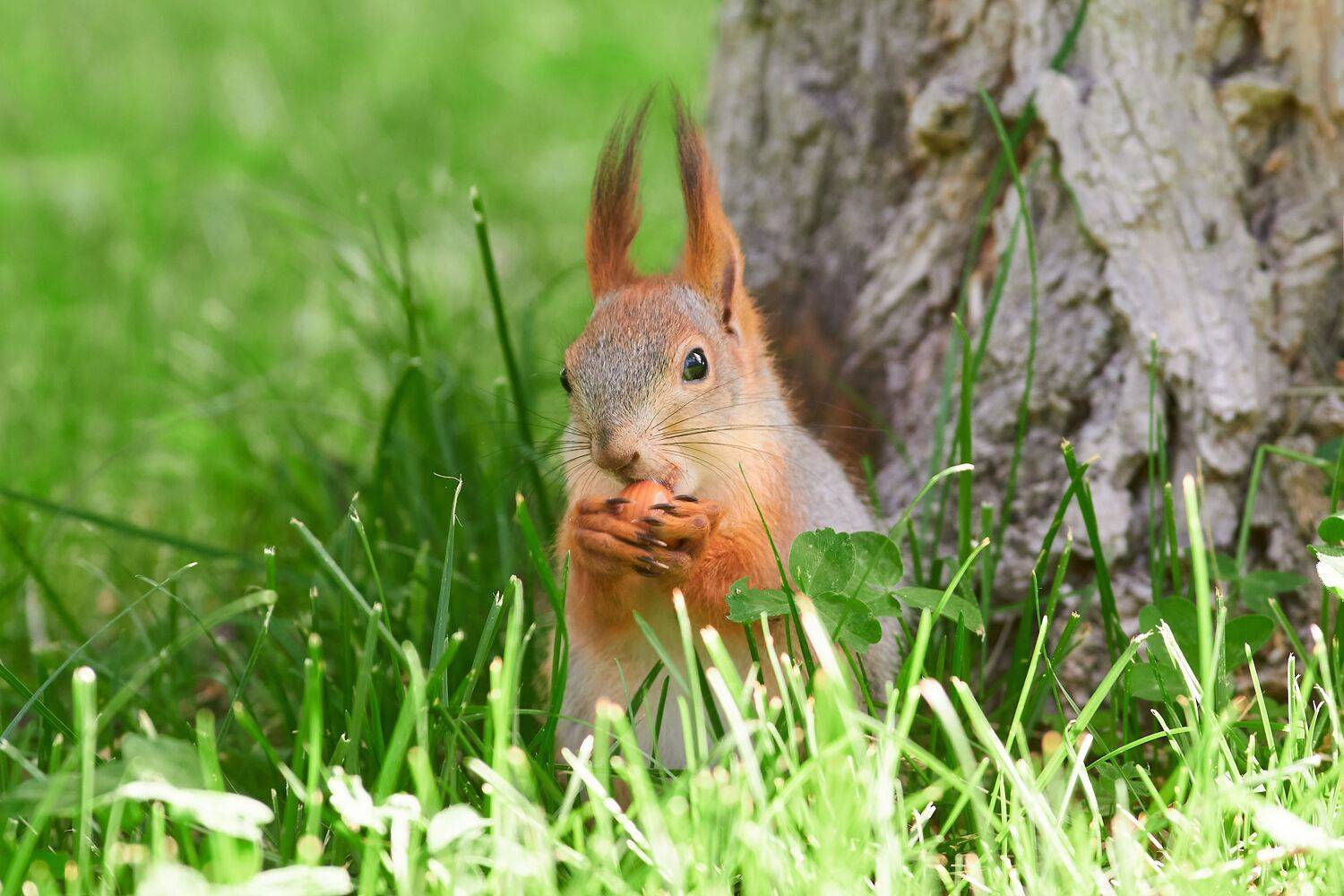 Sciurus vulgaris, обыкновенная белка, волгоград, россия, Павел Сторчилов