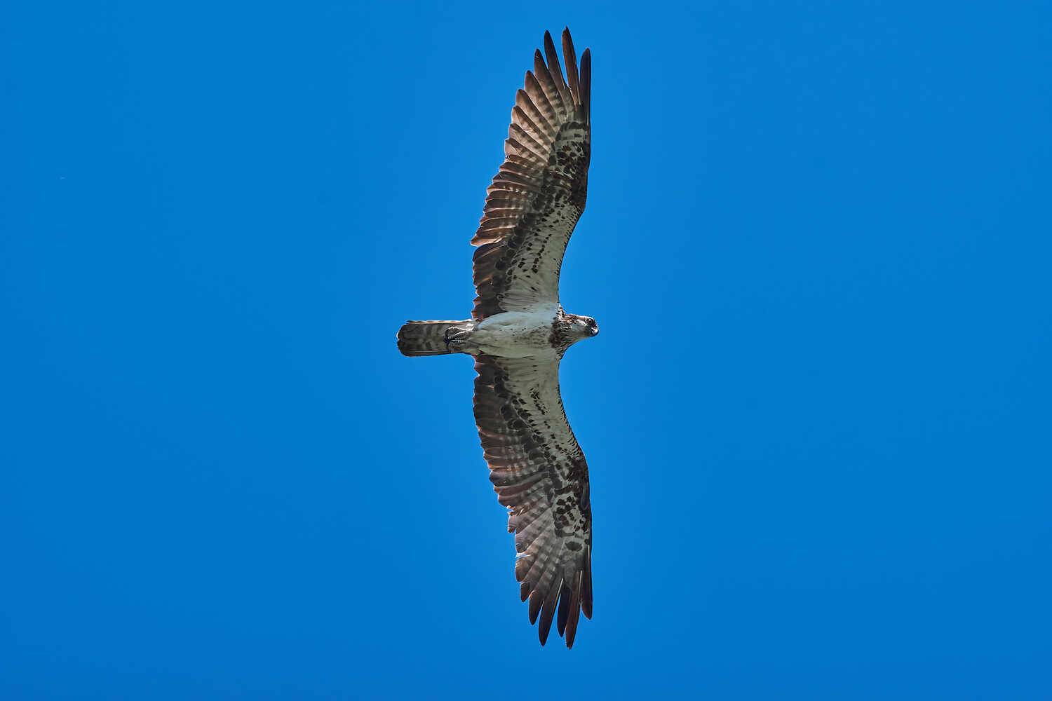 Pandion haliaetus, скопа, астрахань, россия, Павел Сторчилов