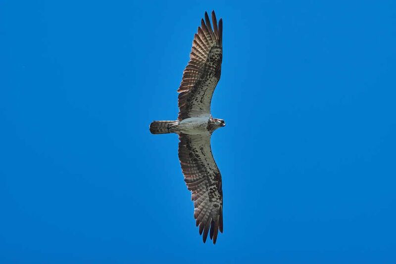 Pandion haliaetus, скопа, астрахань, россия Pandion haliaetus фото превью