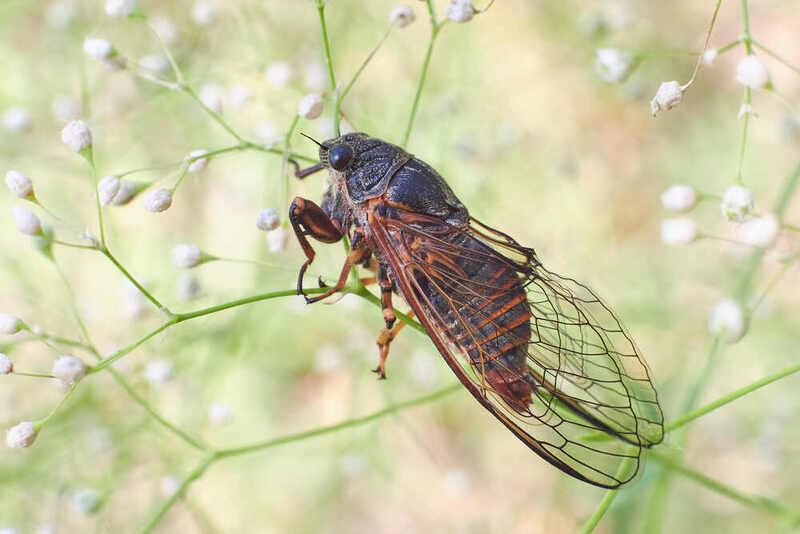 степная цикада, Cicadetta podolica, волгоград, россия Cicadetta podolica фото превью