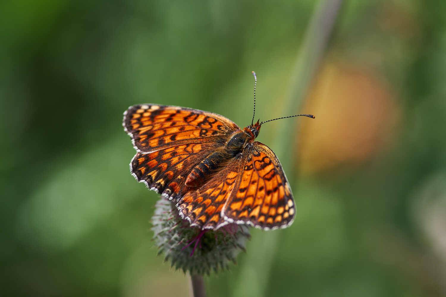 Melitaea phoebe, Шашечница Феба, Павел Сторчилов