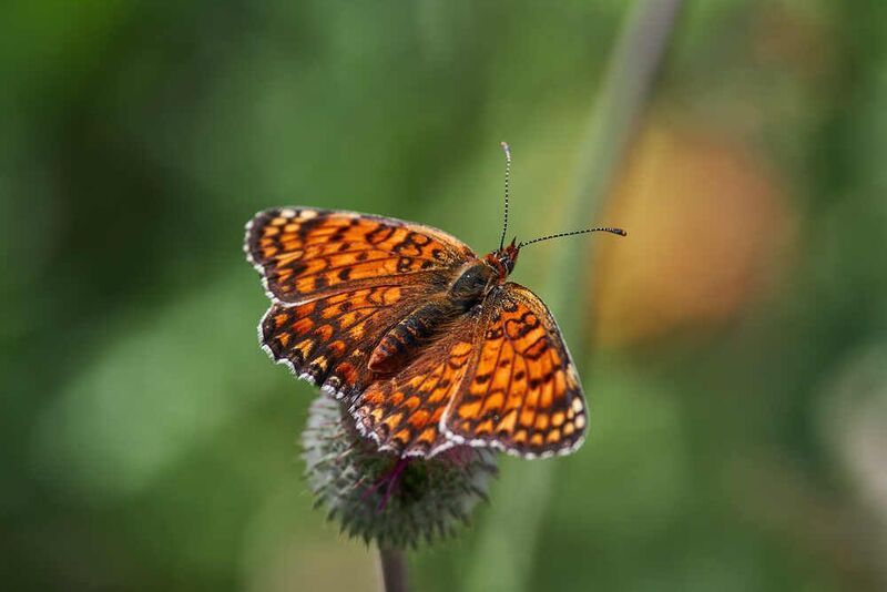 Melitaea phoebe, Шашечница Феба Melitaea phoebe фото превью