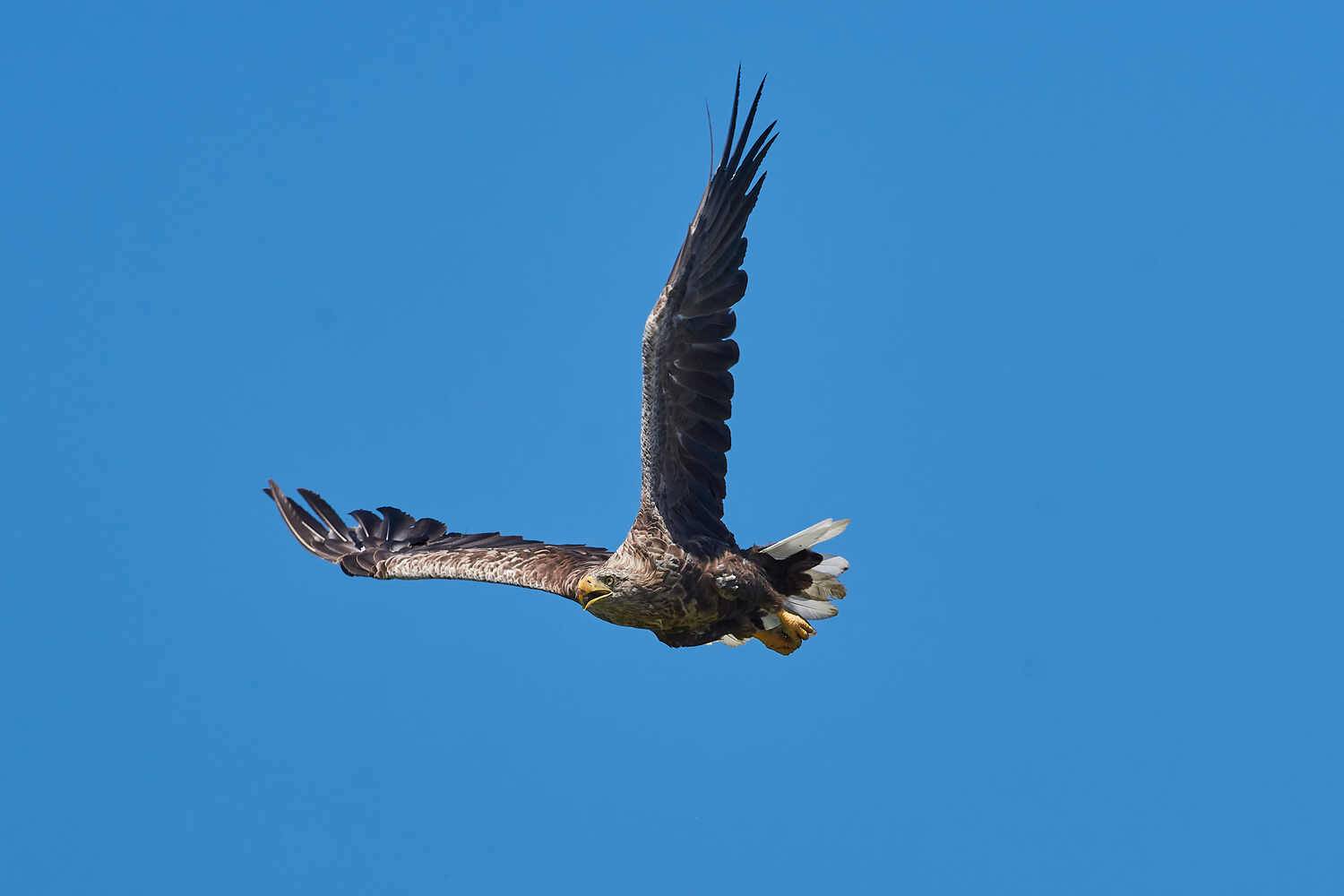 Haliaeetus albicilla, орлан-белохвост, астарахань, россия, Павел Сторчилов
