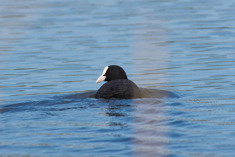 Fulica atra, лысуха, волгоград, россия Fulica atra фото превью