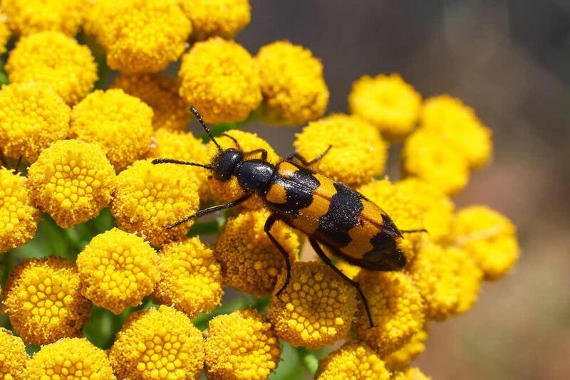 Trichodes apiarius, Пестряк пчелиный, пчеложук Trichodes apiarius фото превью