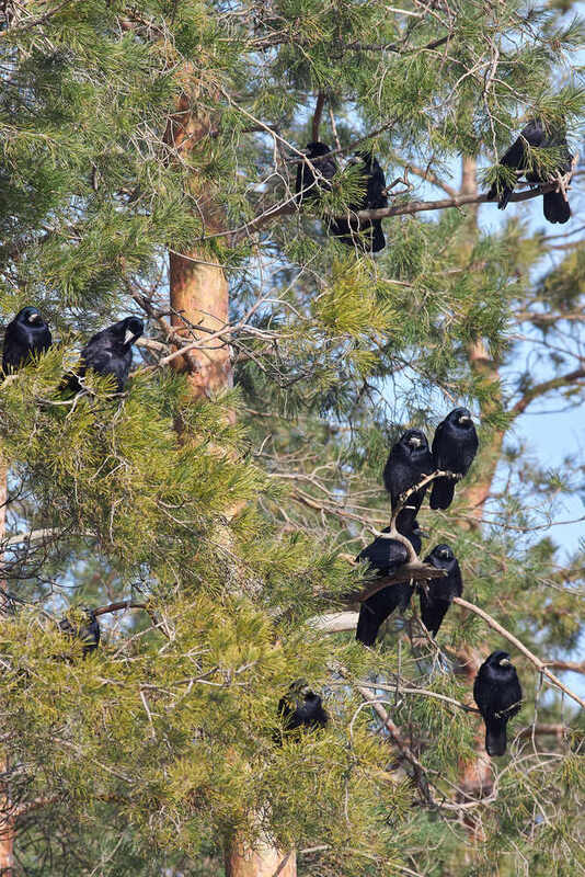 Corvus frugilegus, грач Грачи прилетели фото превью