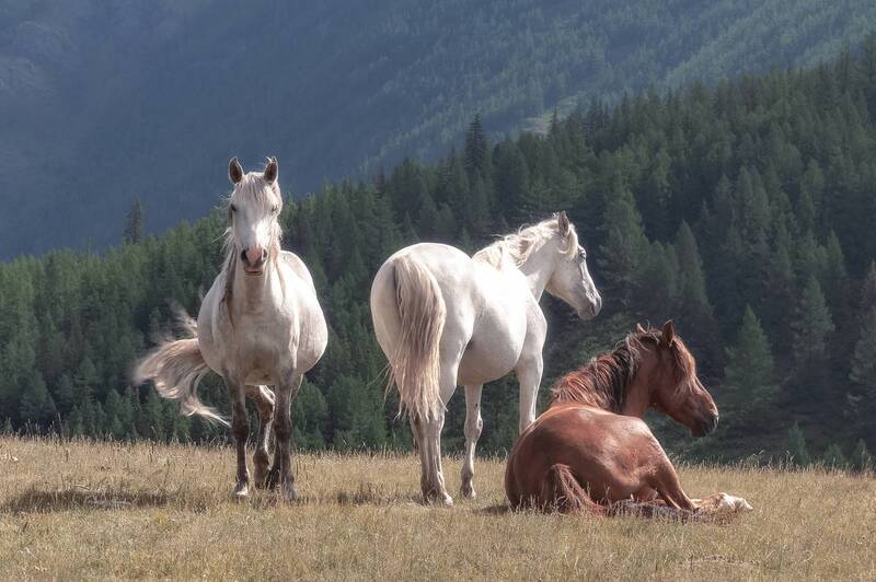 склон, лошади, алтай, выпас Непокоренная свобода фото превью