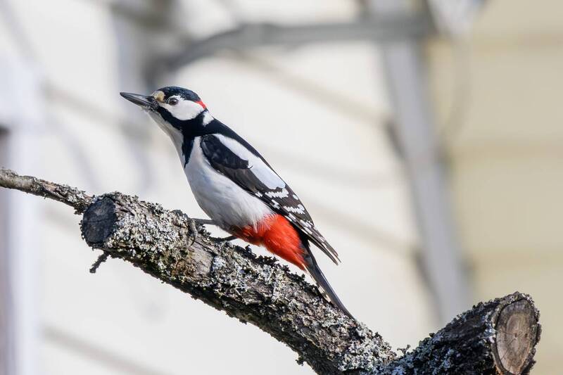 Большой пестрый дятел фото превью