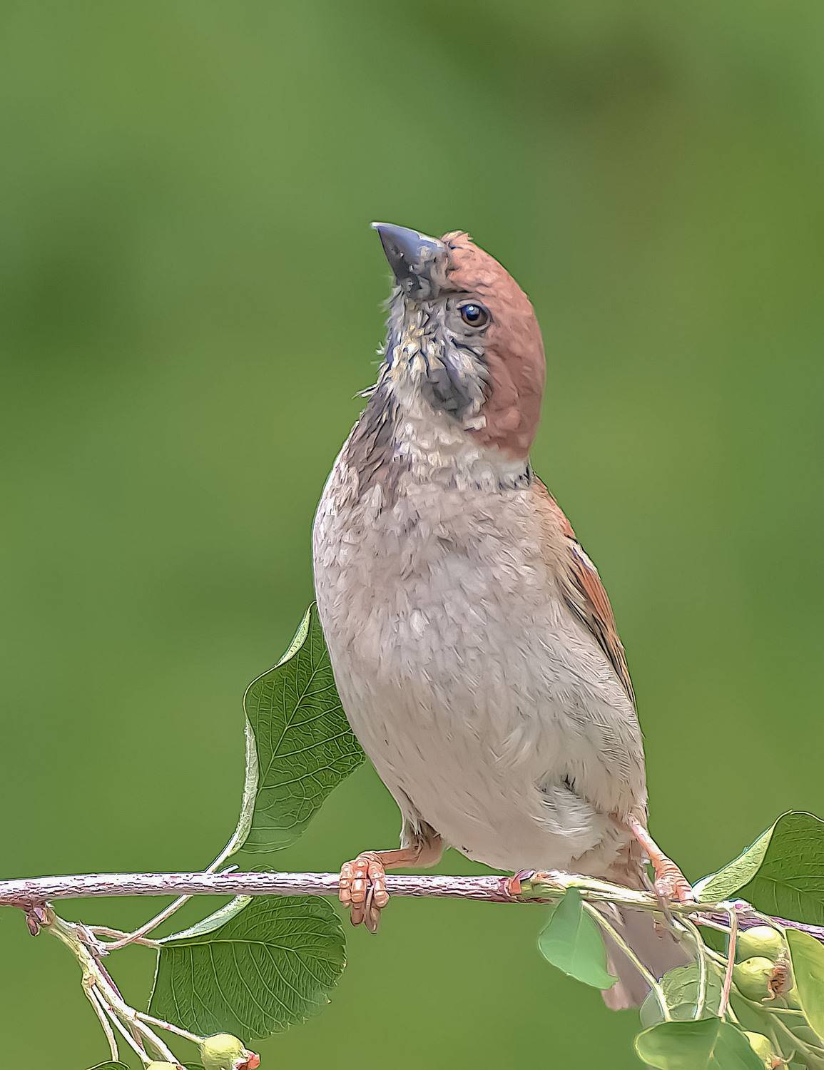 , Пушкин Сергей