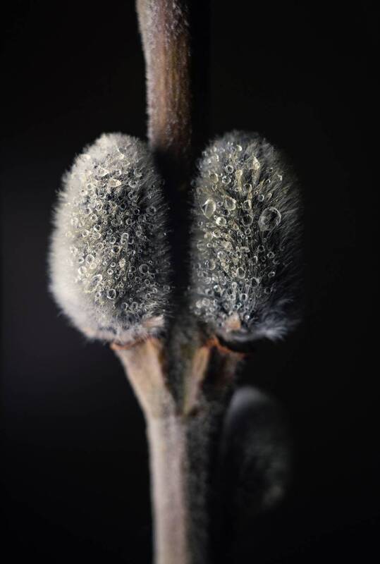 весна, апрель, макро, макро_фотография, верба, нежность, пушистое, капли, атмосфера, винтажный_объектив, мануальная_оптика, юпитер_3, керчь, крым, россия Верба. фото превью