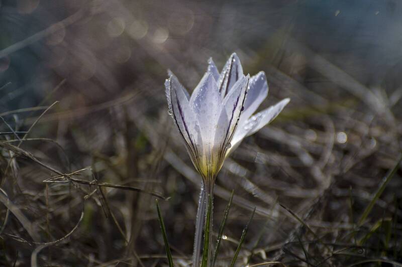 весна. крокусы, цветы, солнце, дождь Крокусы фото превью