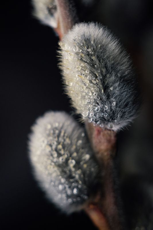 весна, апрель, природа, макро, макро_фотография, верба, ветки, атмосфера, пушистое, нежность, капли, мануальная_оптика, винтажный_объектив, юпитер_3, керчь, крым, россия Верба. фото превью