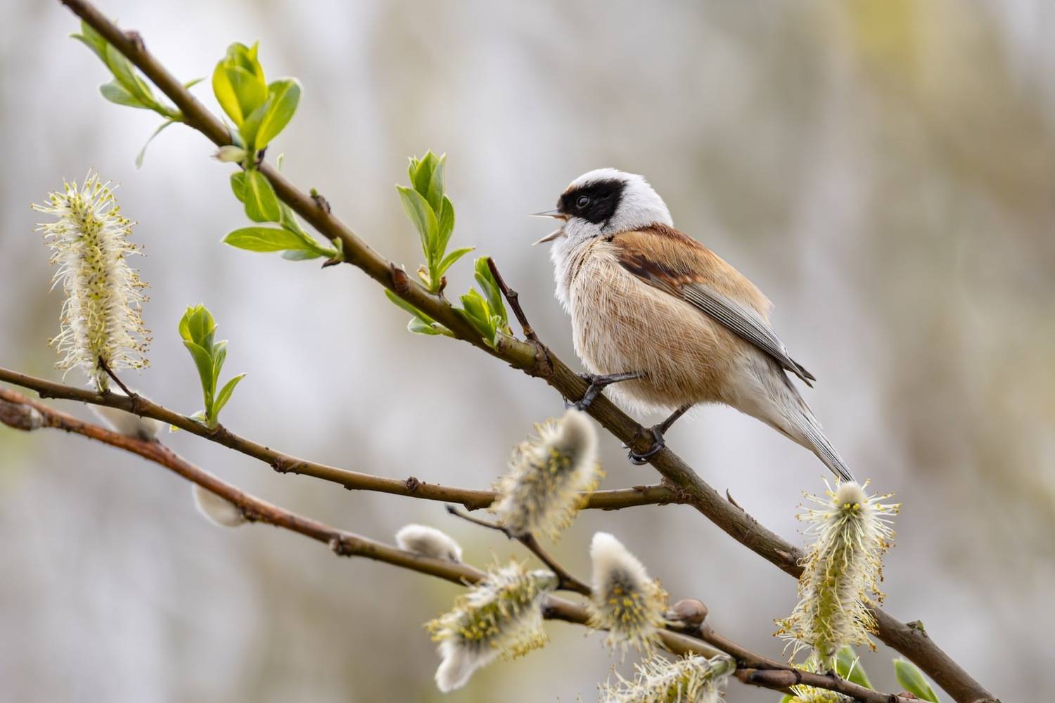 ремез, птицы, Ruslan Pl