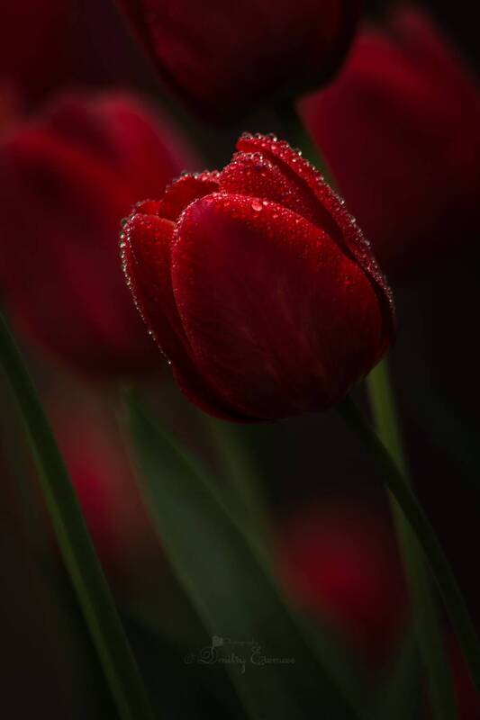 тюльпаны, цветы, весна Свет сквозь тень... фото превью