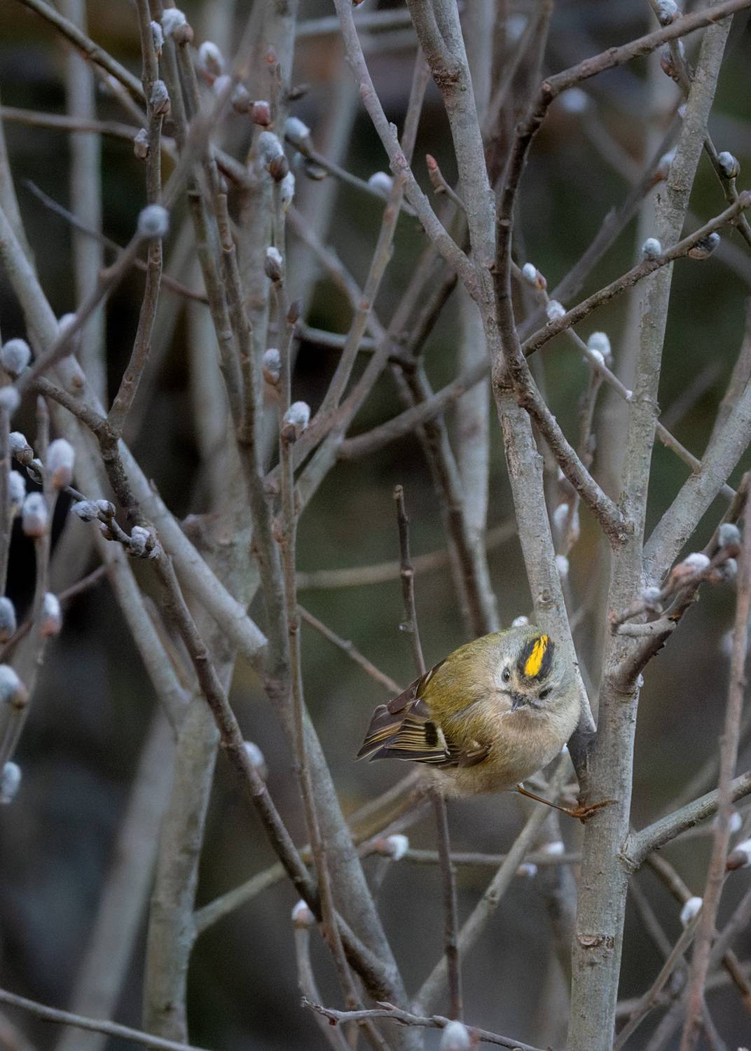 , Михаил Загрядский
