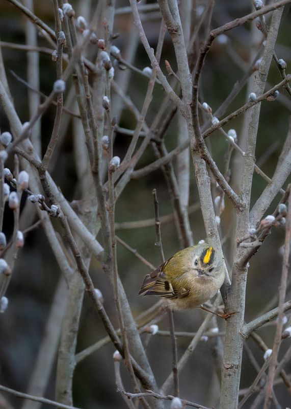 Королёк фото превью