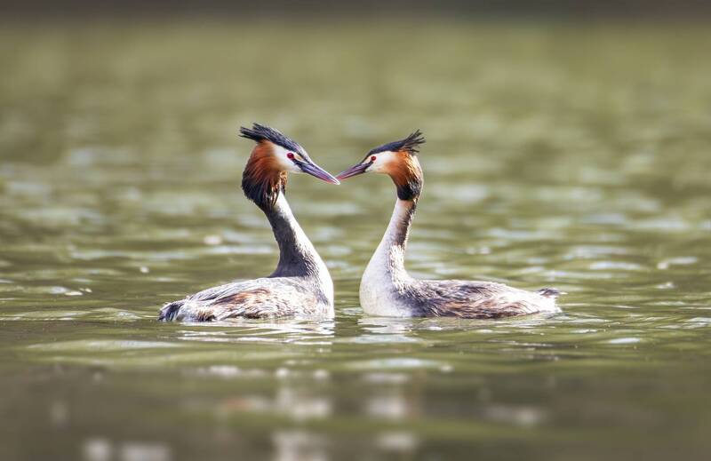 большая поганка, птицы, природа, живая природа, апрель, весна, царицыно, природа москвы, орнитологи, фотоохота, пернатые, волоплавающие, чомга Парочка больших поганок. фото превью