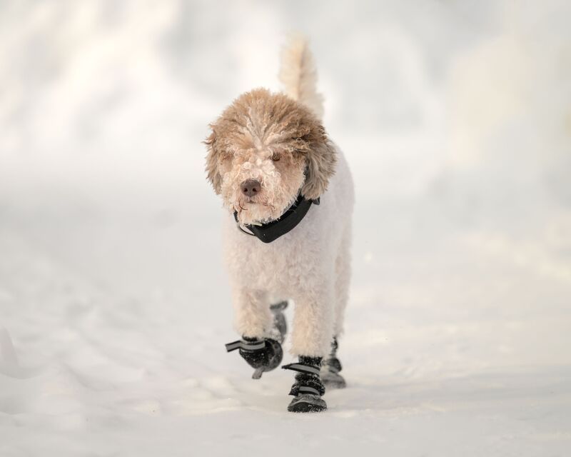 Zuzu фото превью