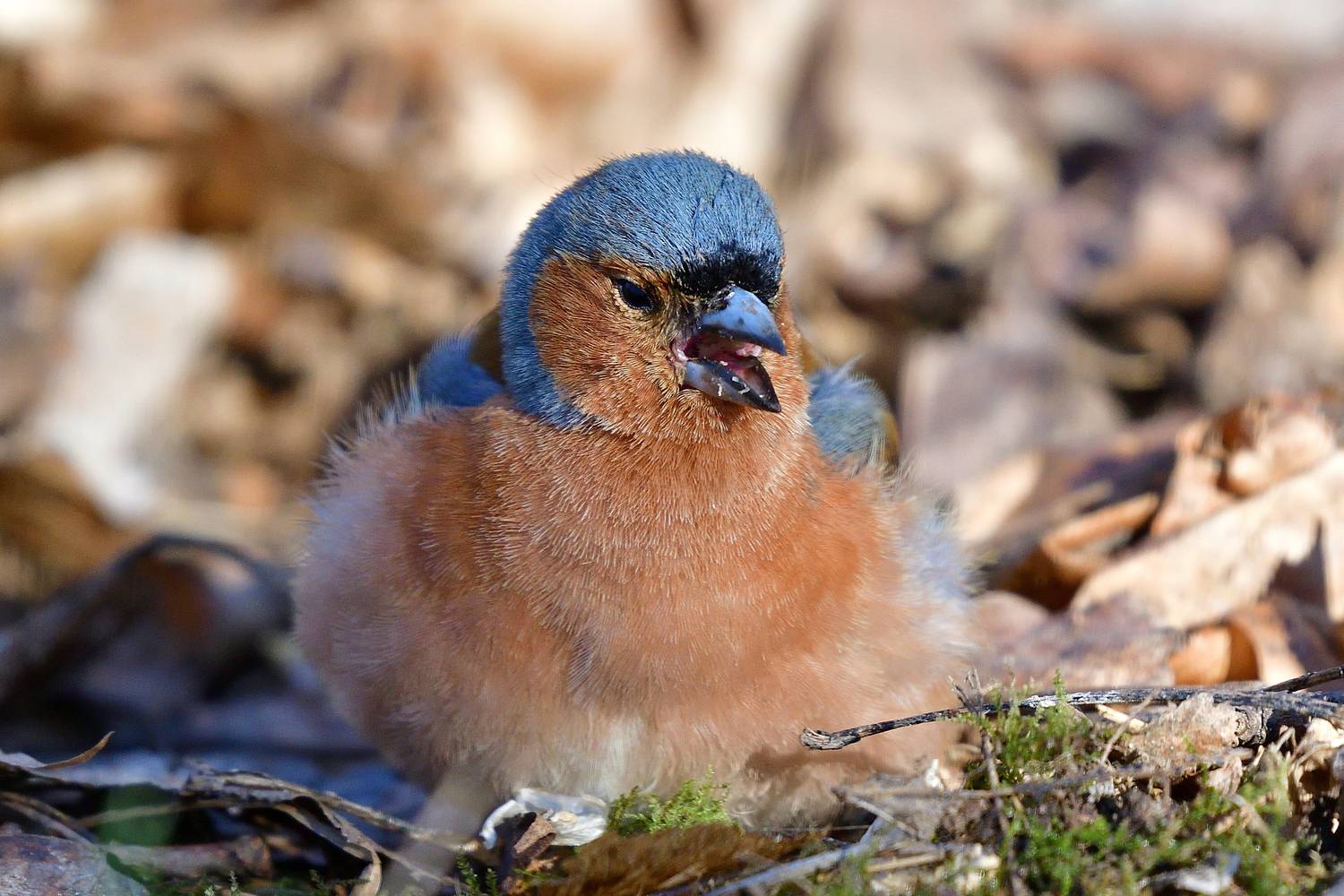, Корнейчук Игорь