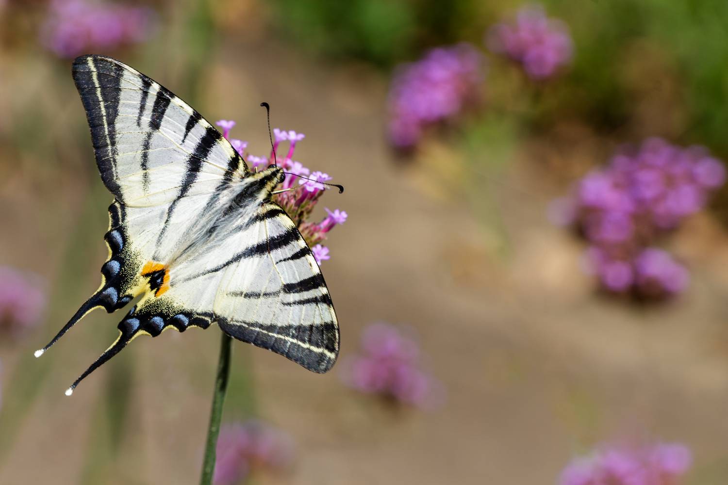 , Нижников Михаил