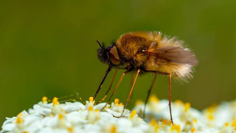 Жужжало фото превью