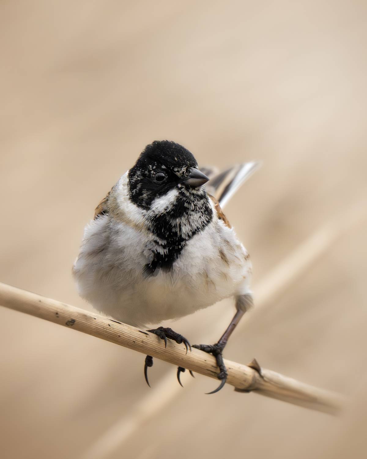 , Полина Шальнева