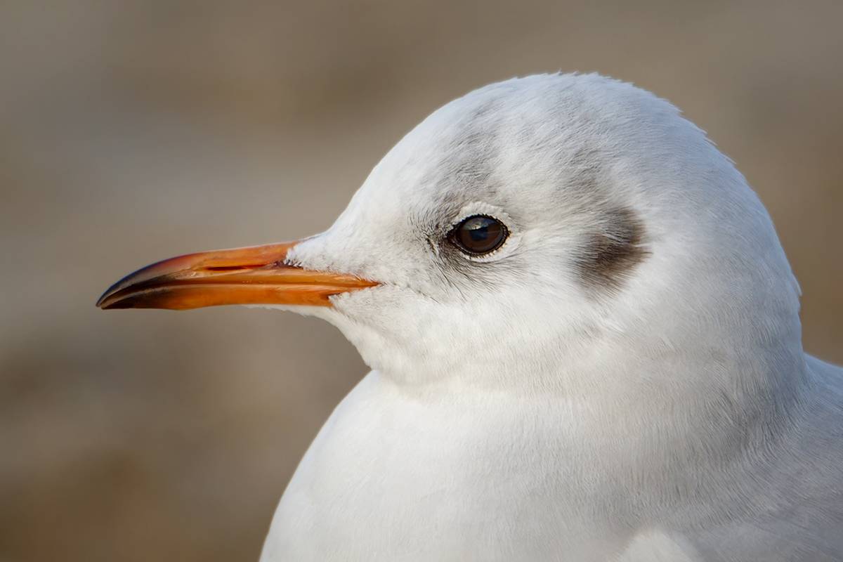 seagull, чайка, птица, Хилько Марина