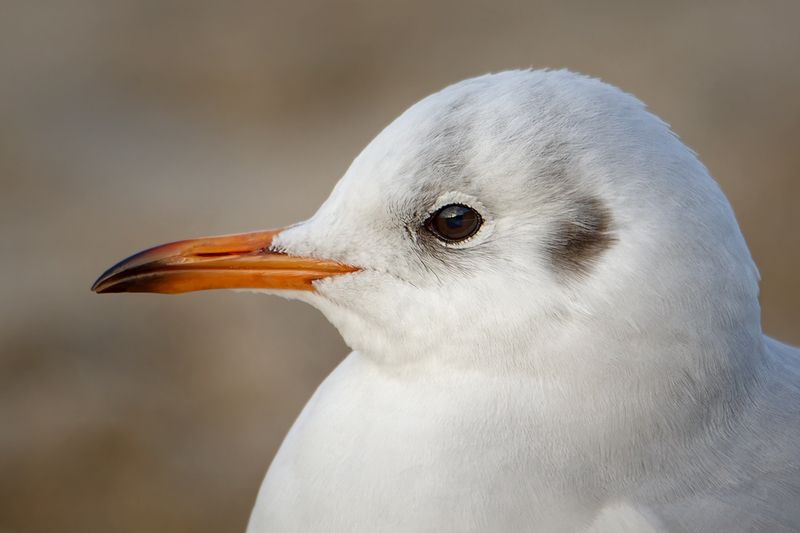 seagull, чайка, птица Портрет чайки фото превью