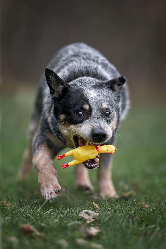 Австралийский хилер фото превью