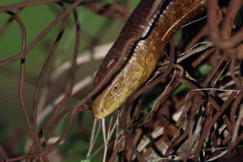 желтопузик, ящерица Проволока.. фото превью