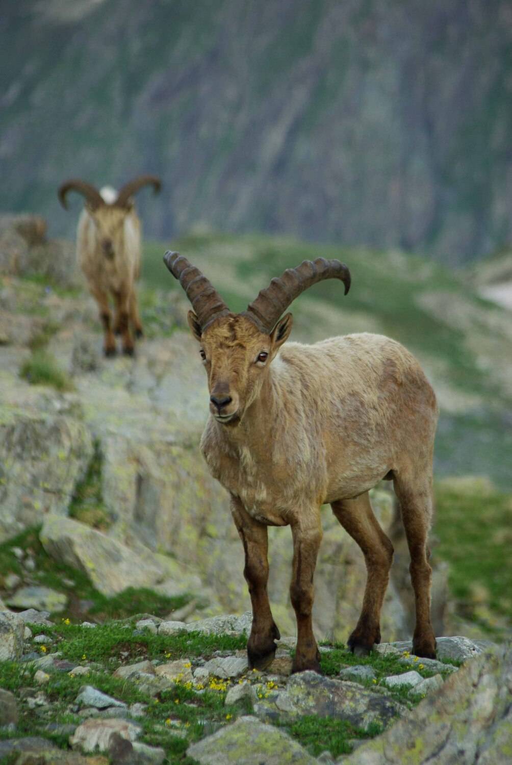 архыз, Андрей Любимов