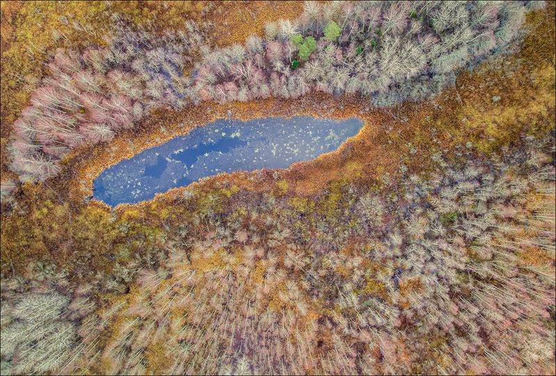 Инфузория-туфелька фото превью