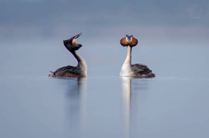 Чомга - Lens and Feathers фото превью