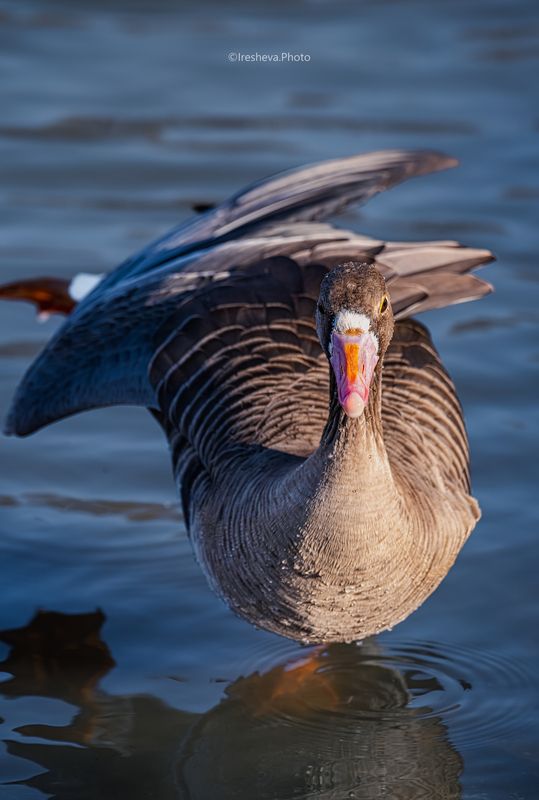 Гусь, Малый белолобый гусь, Птица, Bird Балерун фото превью