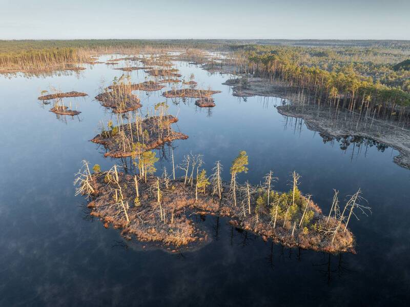 Утро на болоте фото превью