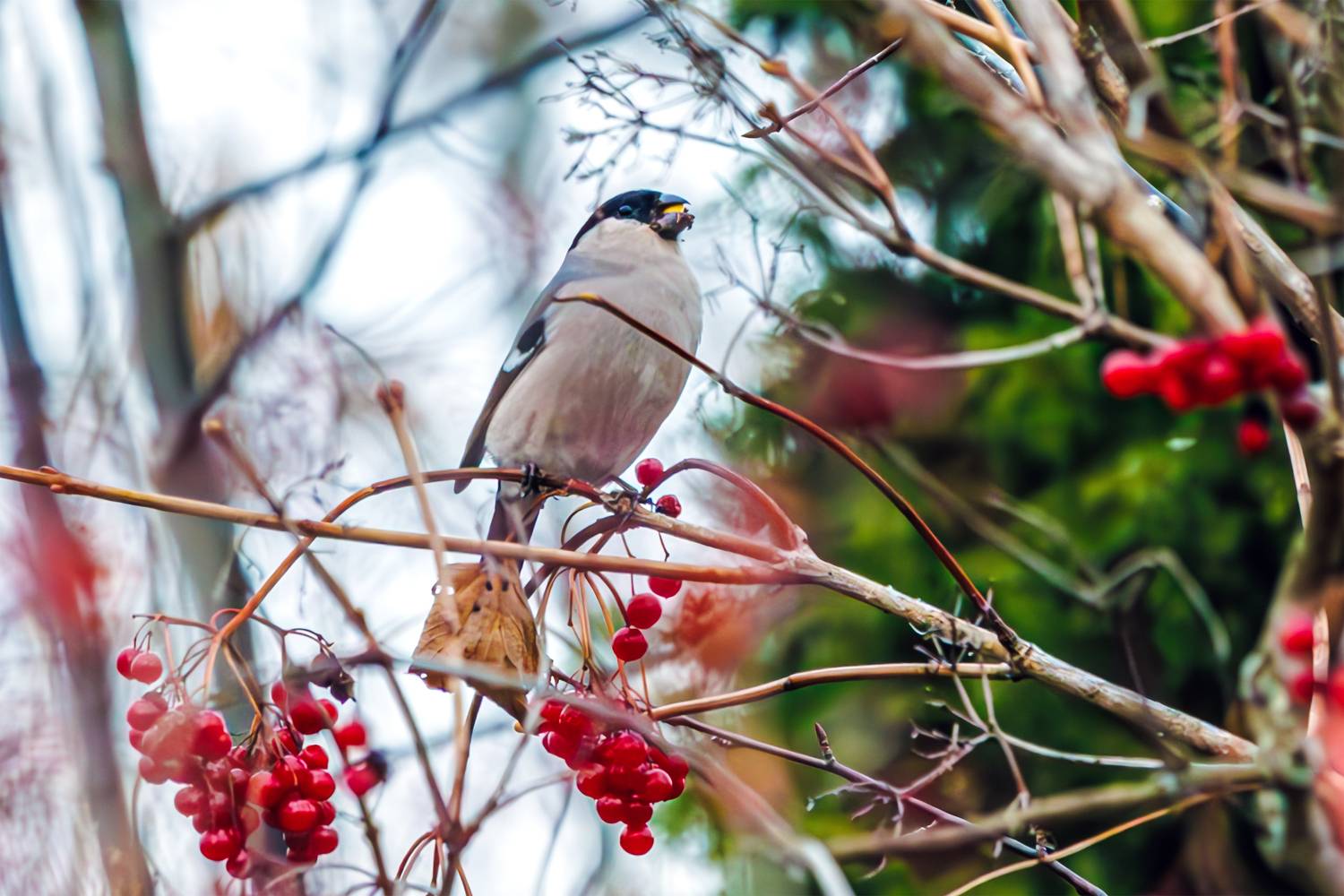 снегирь, Алексей Волков