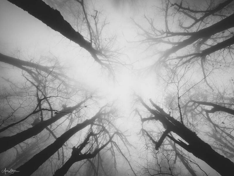 tree, forest, fog, travel, photography, black and white High фото превью