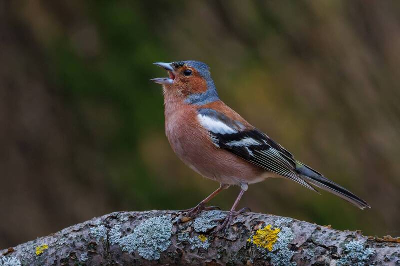зяблик Песня весне фото превью