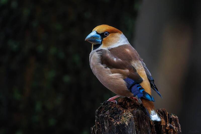 дубонос  фото превью