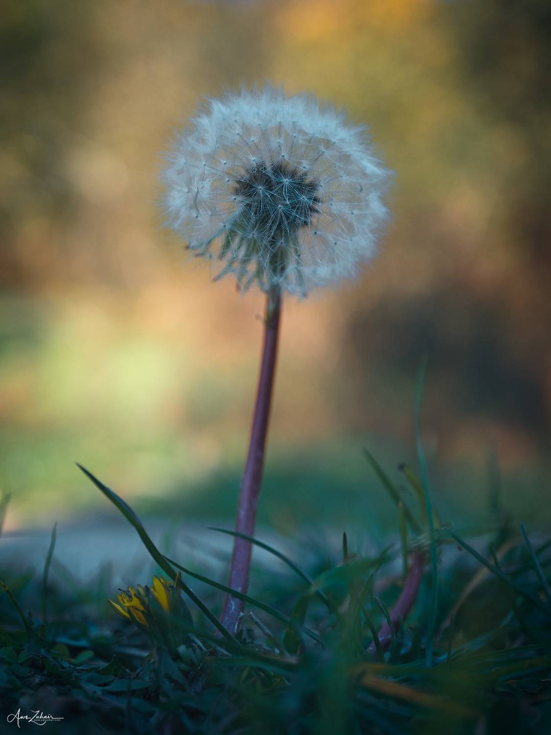 macro, nature, travel, photography, Aws Zuhair