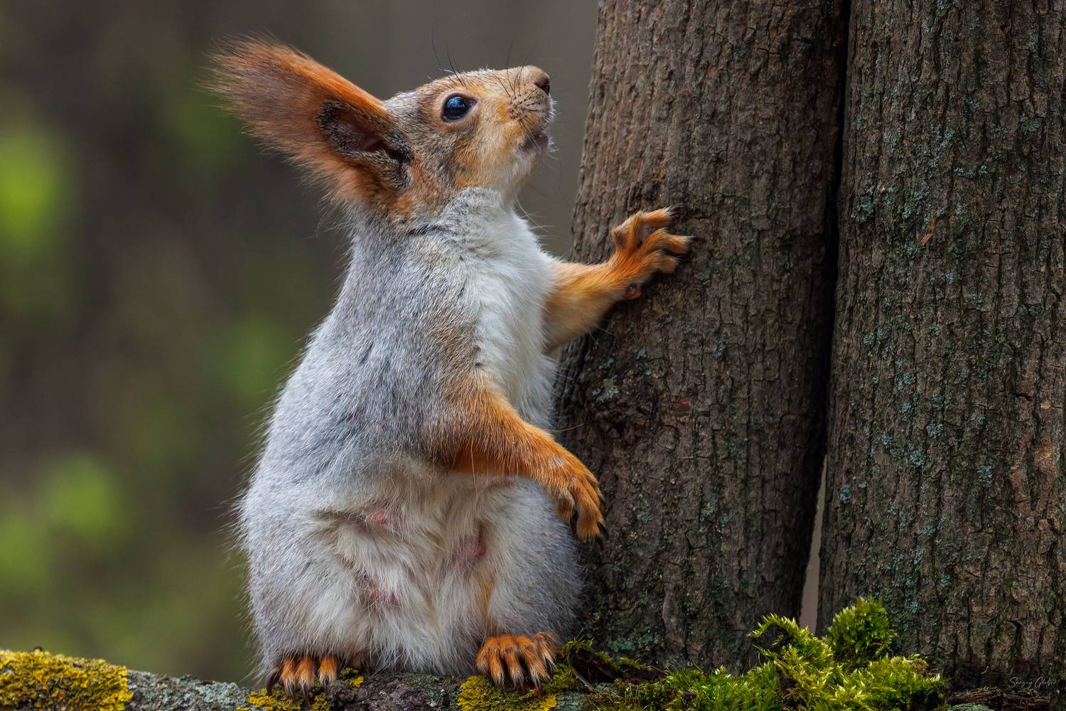 белка, Глебов Сергей